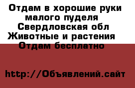 Отдам в хорошие руки малого пуделя - Свердловская обл. Животные и растения » Отдам бесплатно   